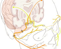 Cranial_nerve_VII