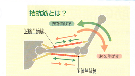 上腕の拮抗筋