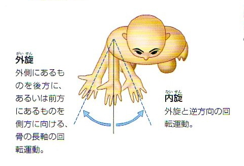 内旋と外旋の説明図