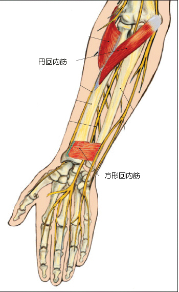 回内筋群の解剖模式図