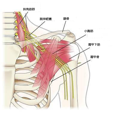 胸郭出口の解剖模式図