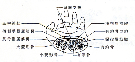 手根管断面図