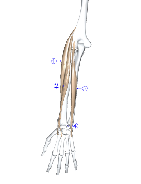 手根伸筋群の図