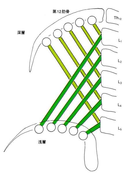 腰方形筋模式図