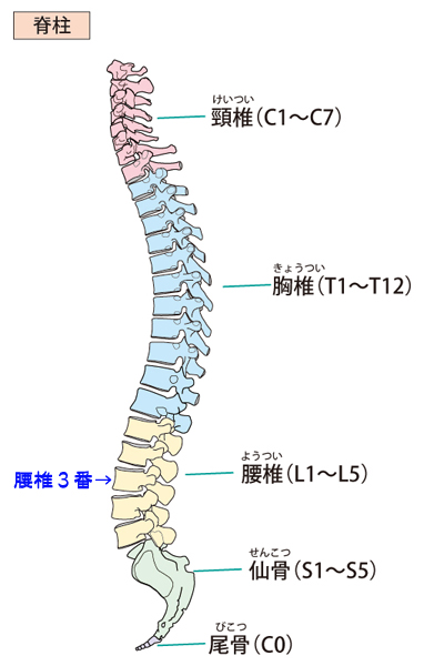 脊柱図