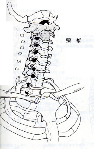 頚椎模式図