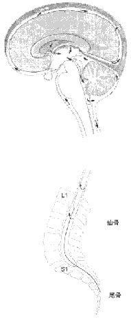 脳脊髄断面図