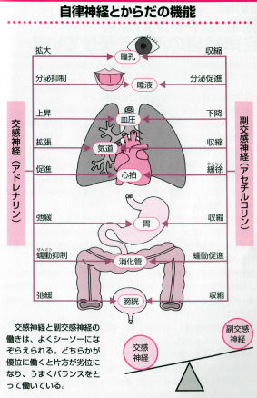 自律神経と身体の機能図