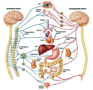 自律神経と脊髄（脊柱）のチャート図