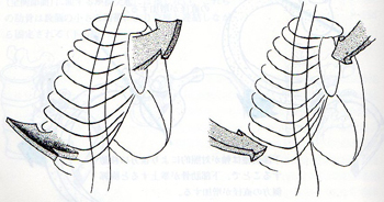 胸式呼吸の模式図