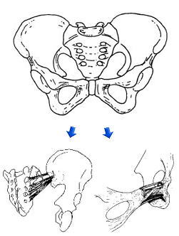 骨盤の靭帯