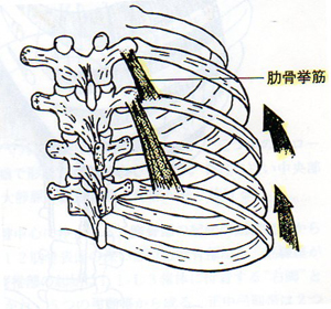 肋骨挙筋