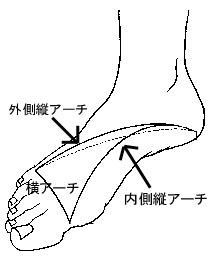 足の構造