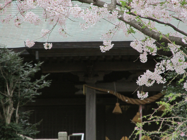 甘縄神明宮社殿の桜