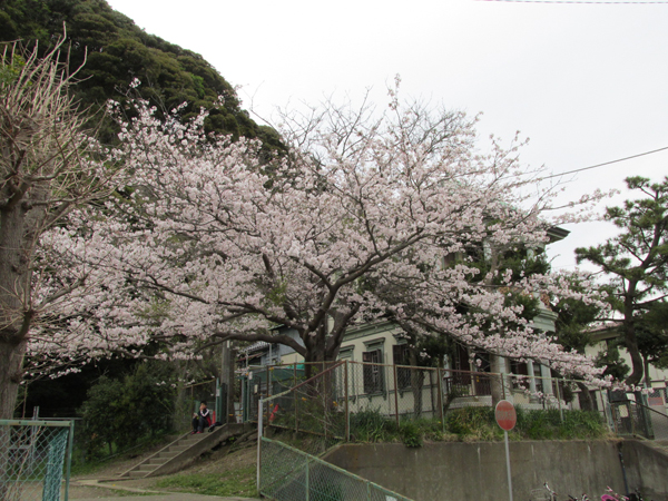 長谷子ども会館の桜